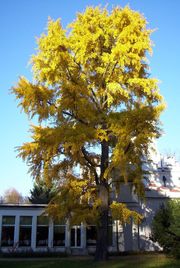 Ginkgo